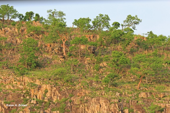 Savuti